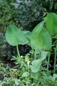Limnocharis flava