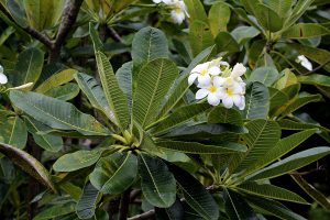 Plumeria obtusa