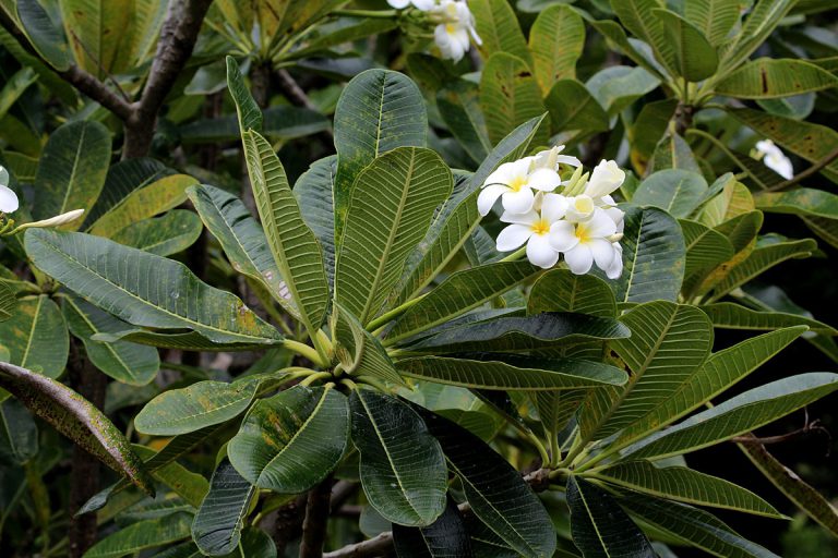 Plumeria obtusa