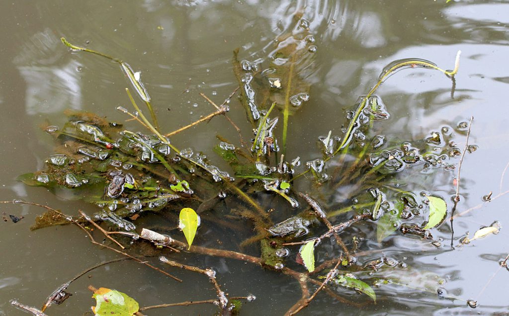 Aponogeton crispus