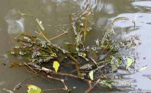 Aponogeton crispus