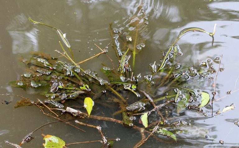 Aponogeton crispus