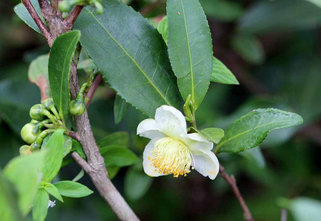Camellia sinensis