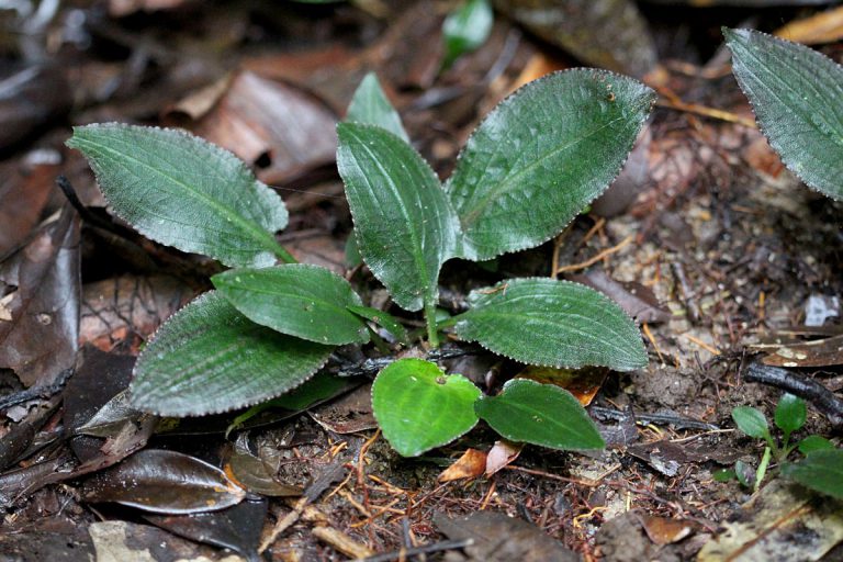 Cryptocoryne thwaitesii