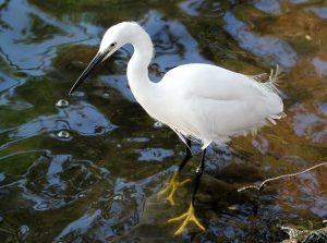 Egretta garzetta