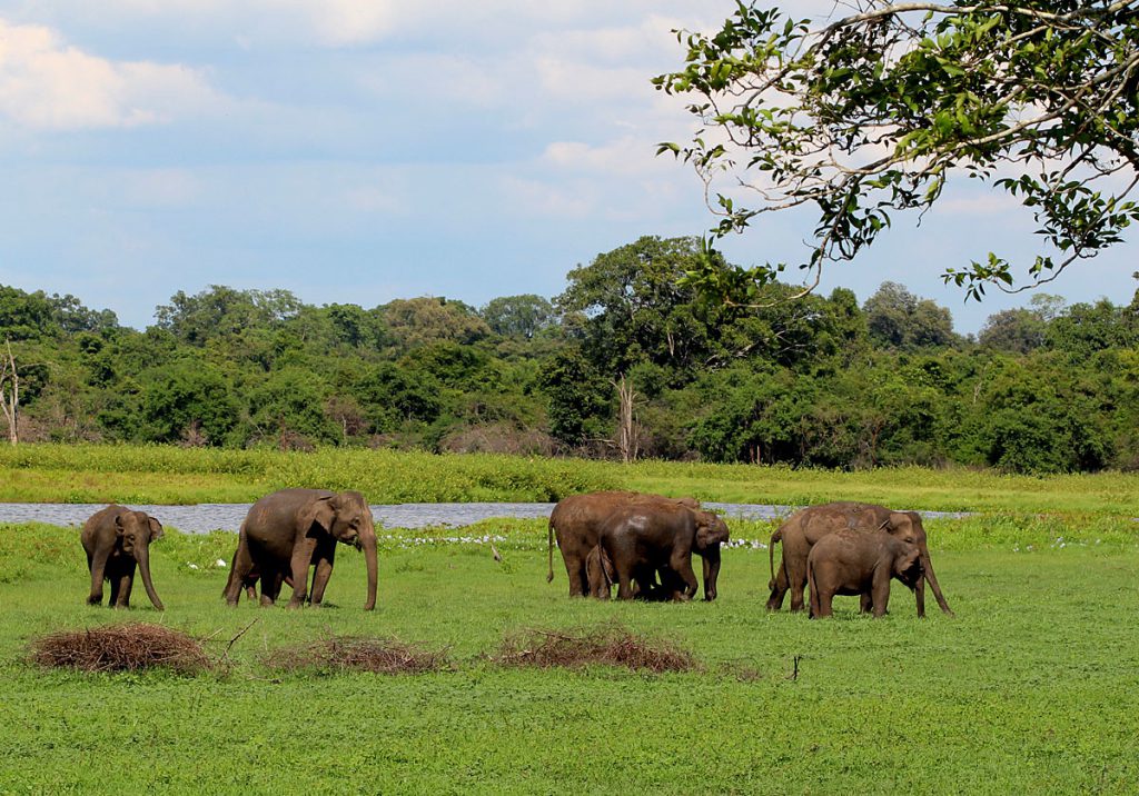 Elephas maximus maximus