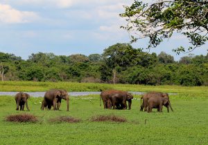 Elephas maximus maximus