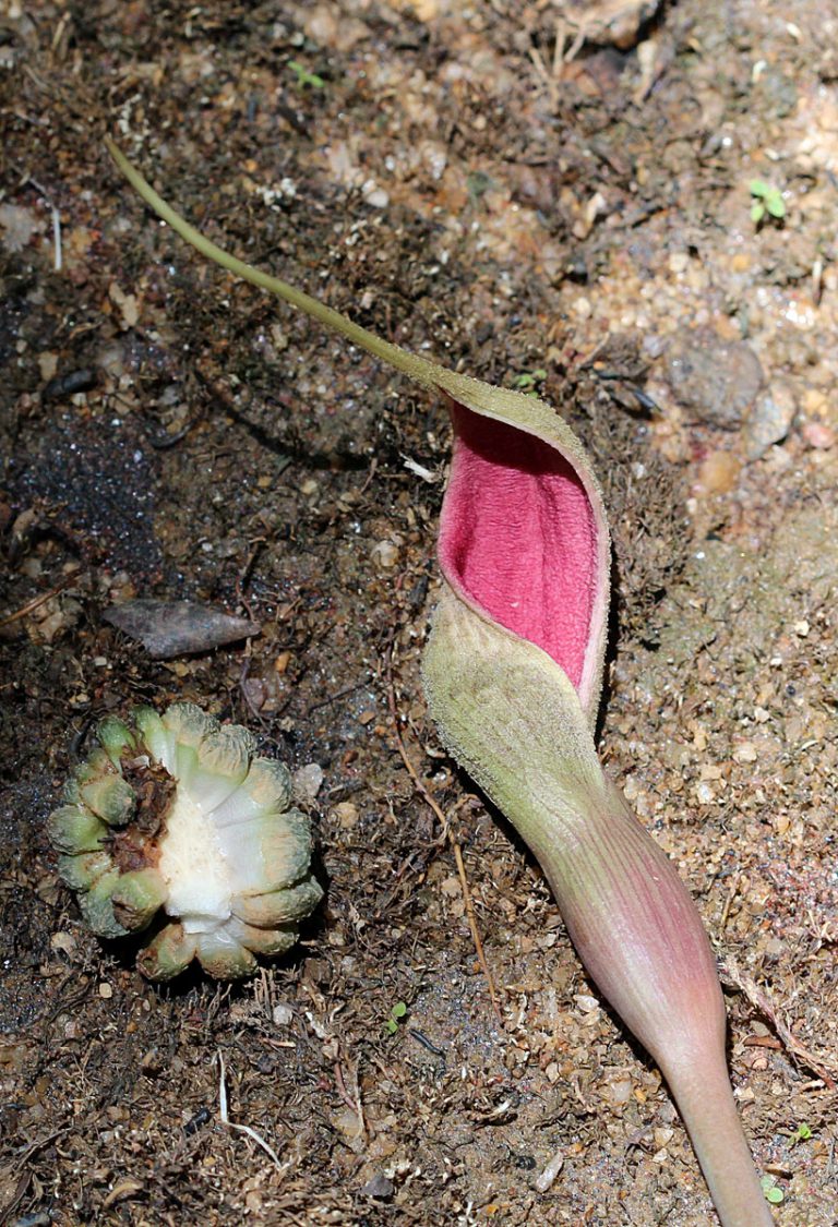 Lagenandra praetermissa