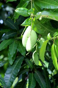 Mangifera indica