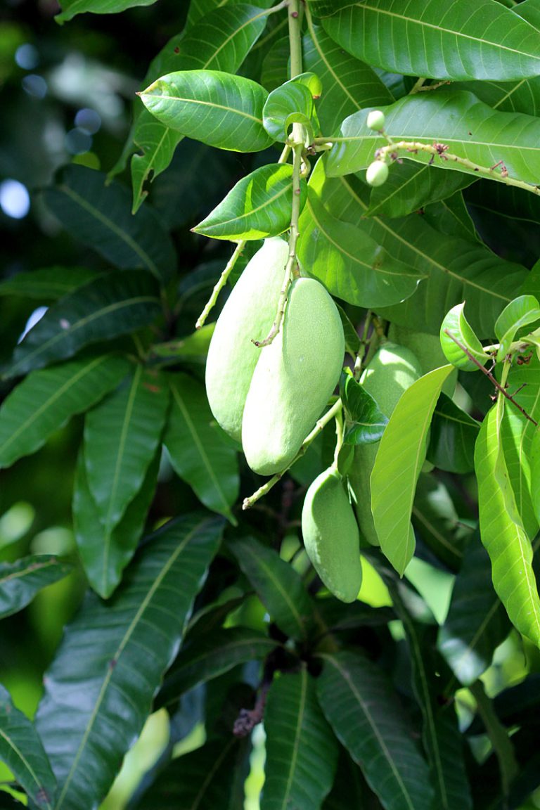 Mangifera indica