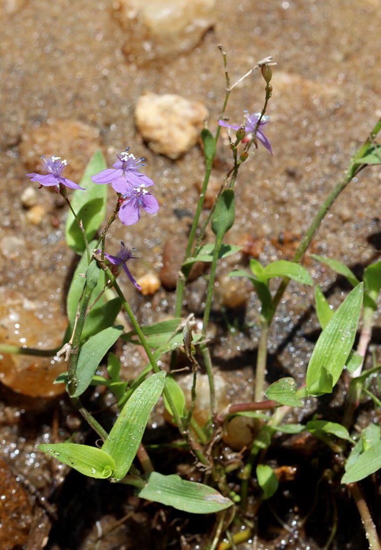 Murdannia spirata