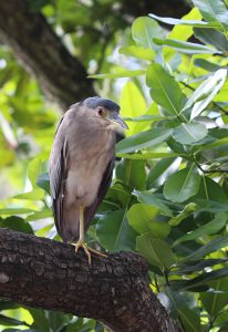Nycticorax nycticorax