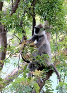 Semnopithecus priam