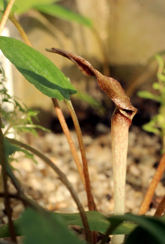 Cryptocoryne wendtii