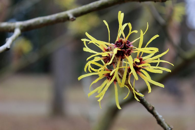 Hamamelis mollis
