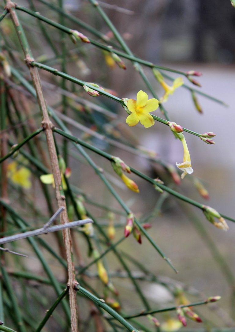 Jasminum nudiflorum