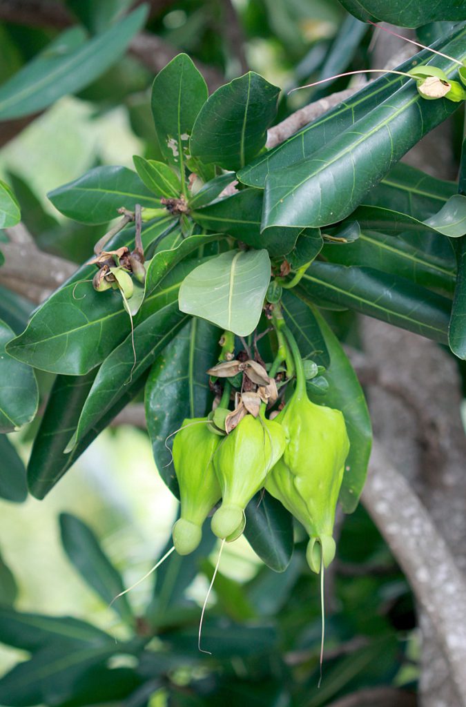 Barringtonia asiatica