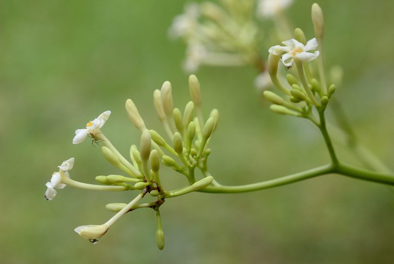 Carica papaya