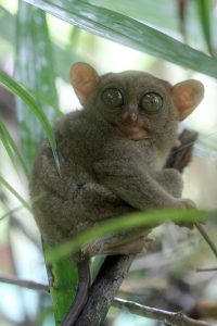 Carlito syrichta