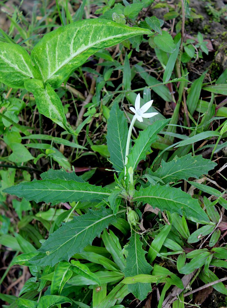 Hippobroma longiflora