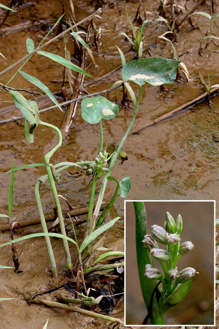 Monochoria sp.