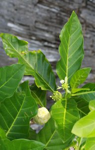 Morinda citrifolia
