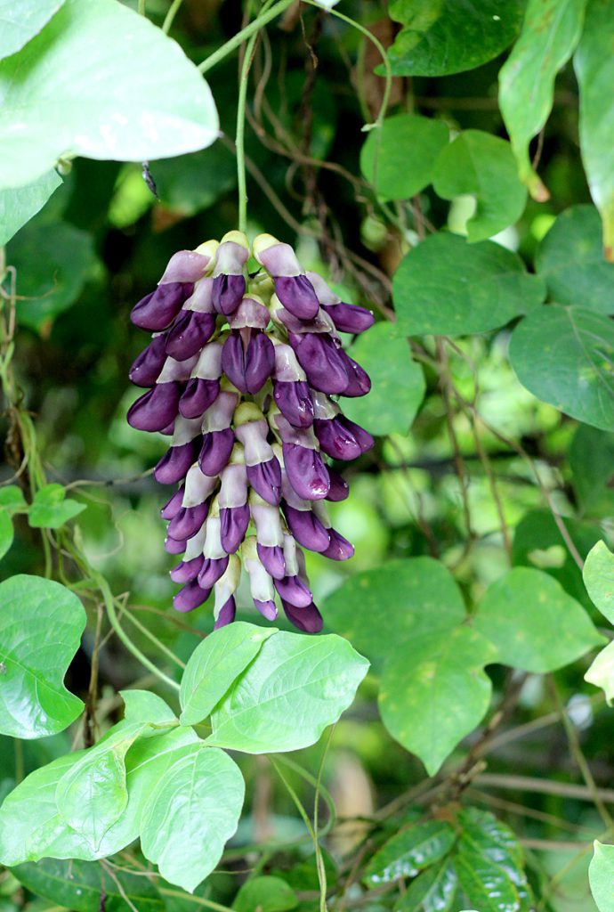 Mucuna cf. pruriens