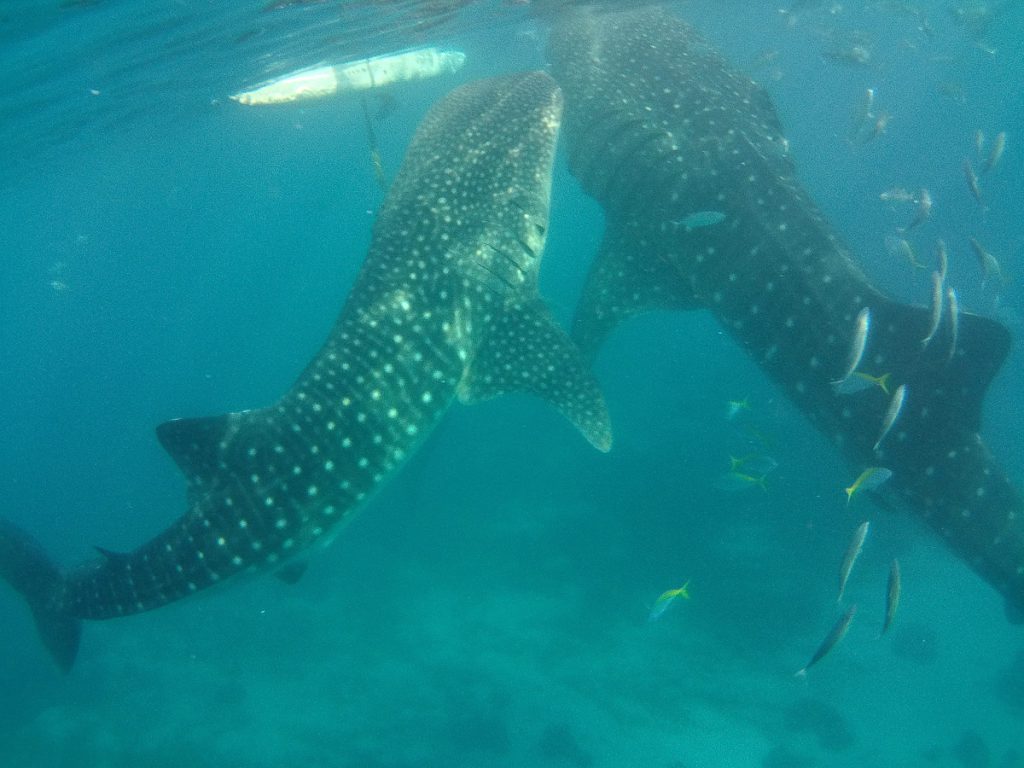 Rhincodon typus