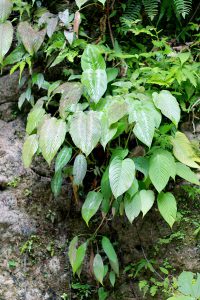 Schismatoglottis plurivenia