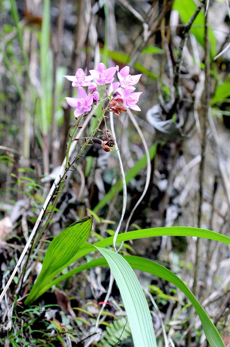 Spathoglottis plicata