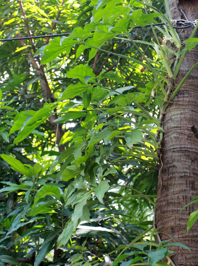 Syngonium podophyllum