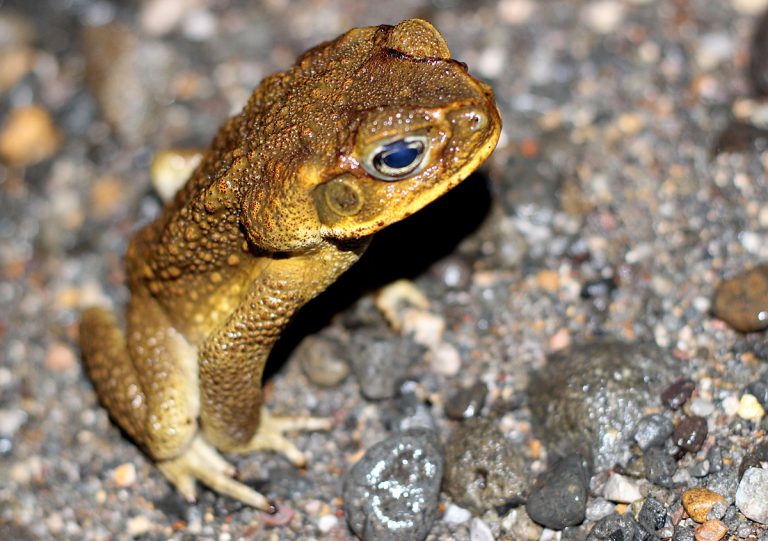 Bufo marinus