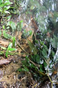 Cryptocoryne pygmaea