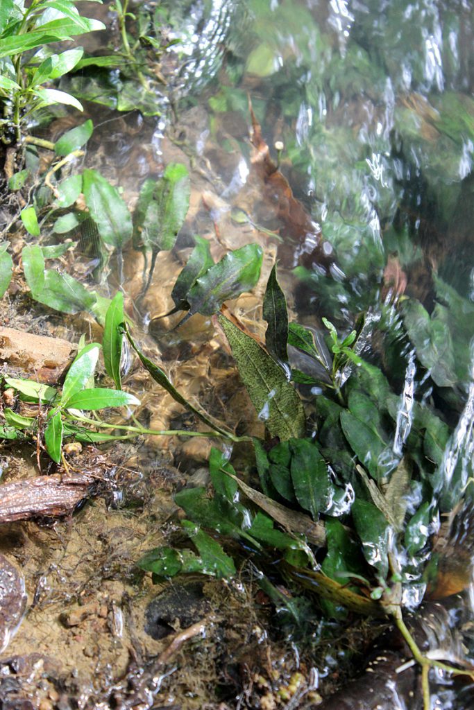 Cryptocoryne pygmaea