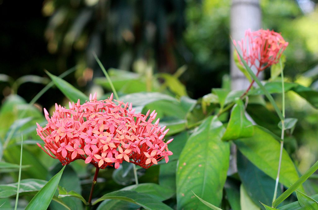 Ixora philippinensis