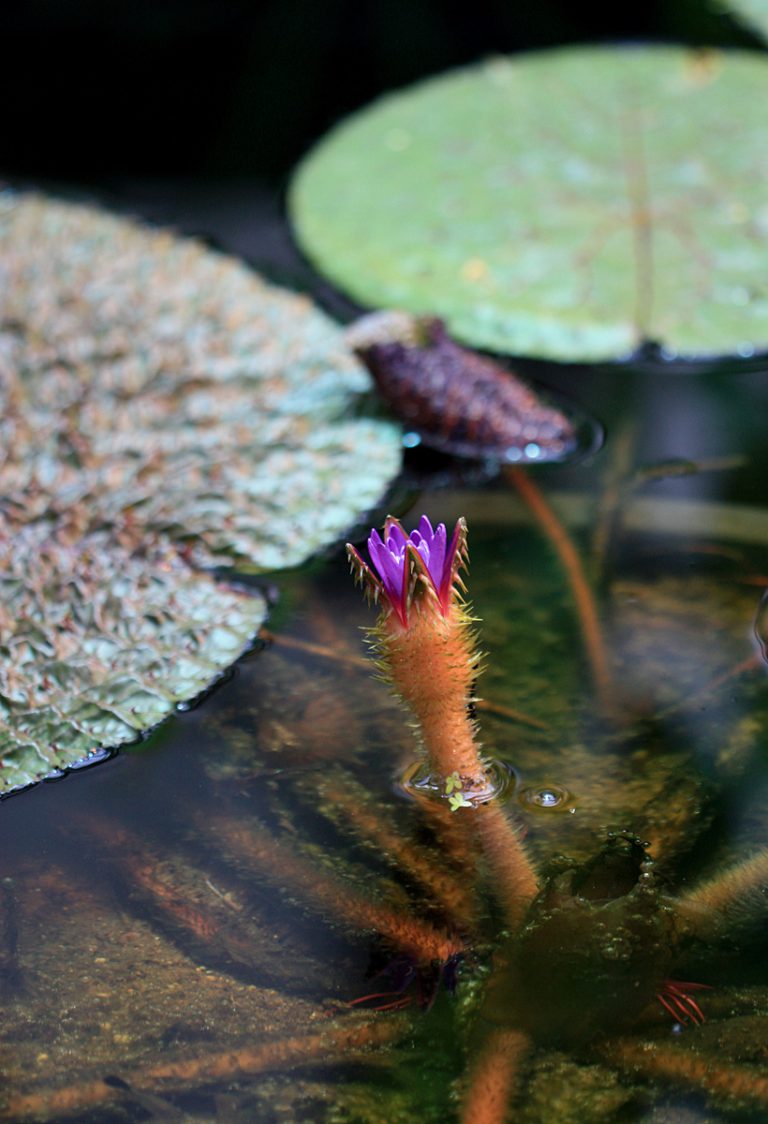 Euryale ferox