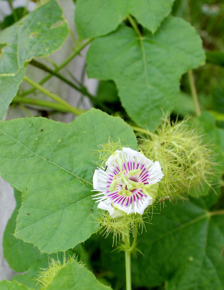 Passiflora foetida