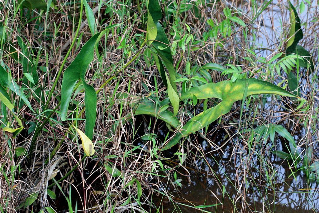 Cyrtosperma ferox