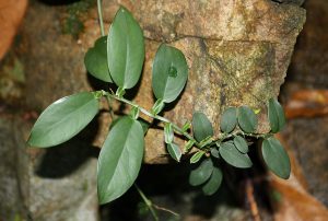 Pothos chinensis