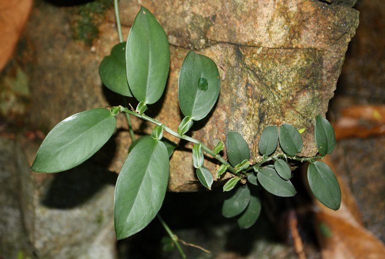 Pothos chinensis