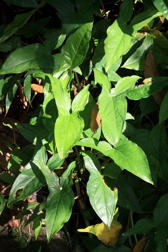 Syngonium podophyllum