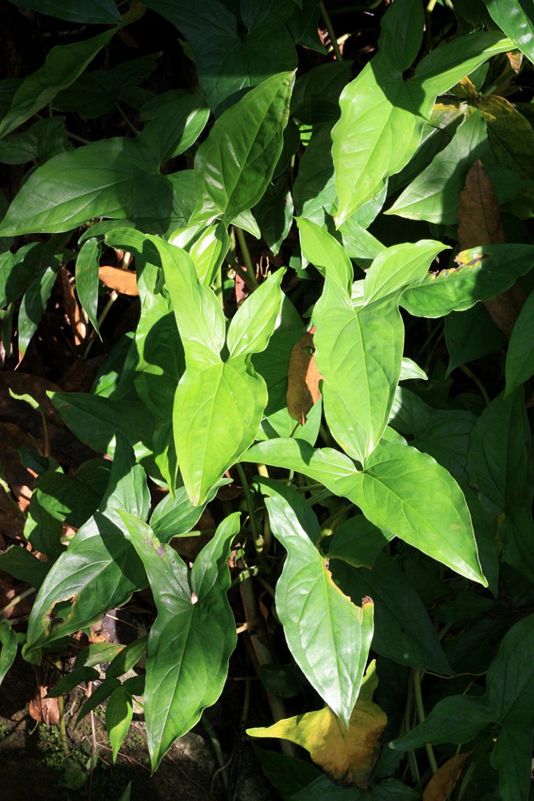 Syngonium podophyllum