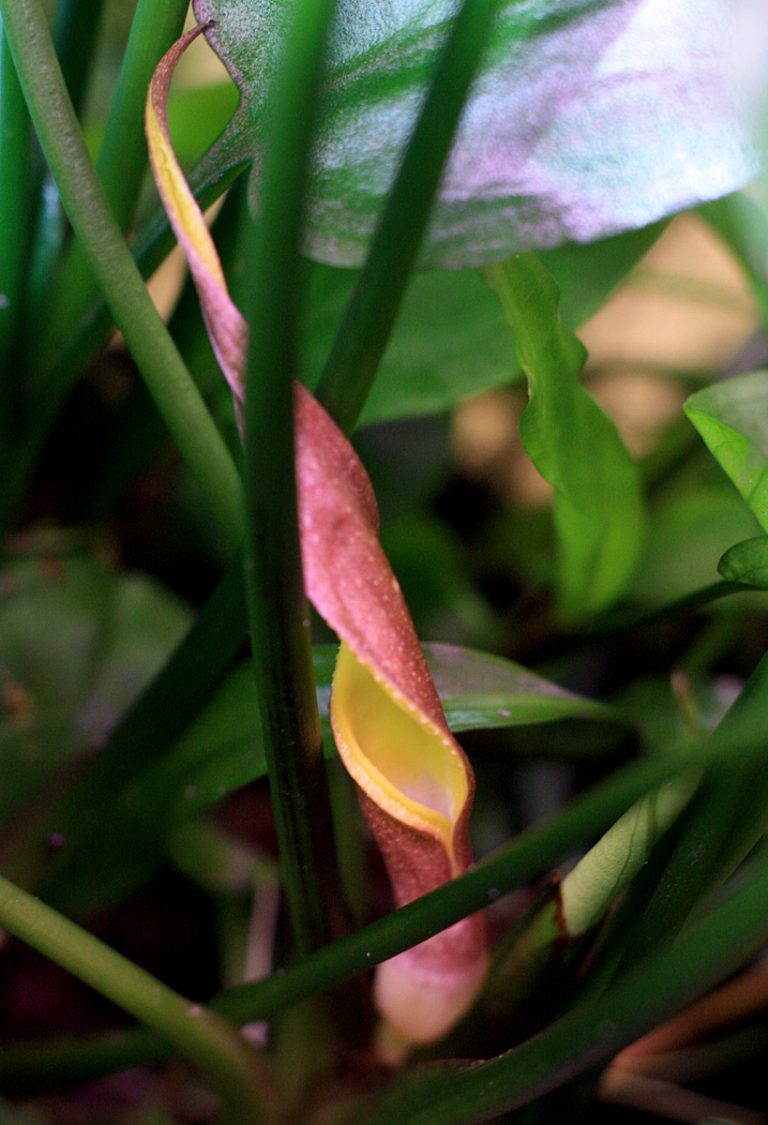 Cryptocoryne pontederiifolia