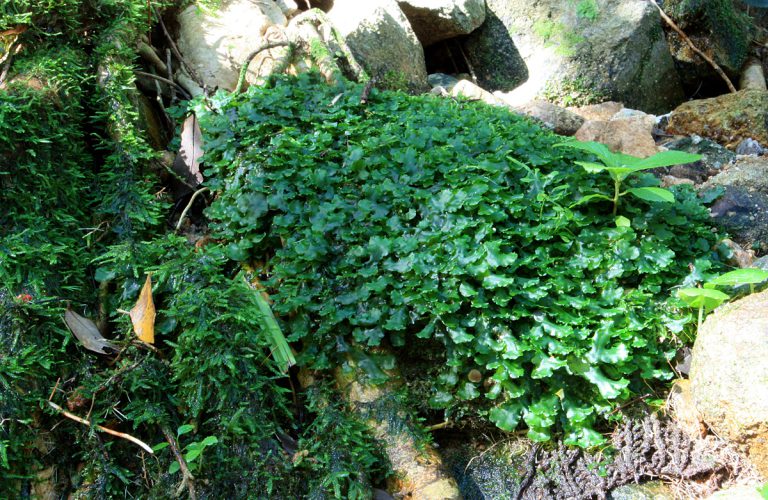 Monosolenium tenerum