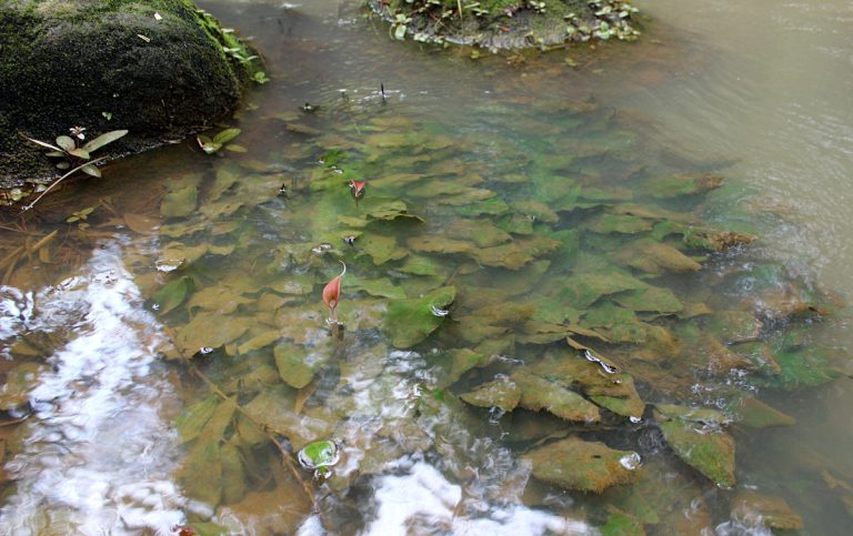 Cryptocoryne xpurpurea