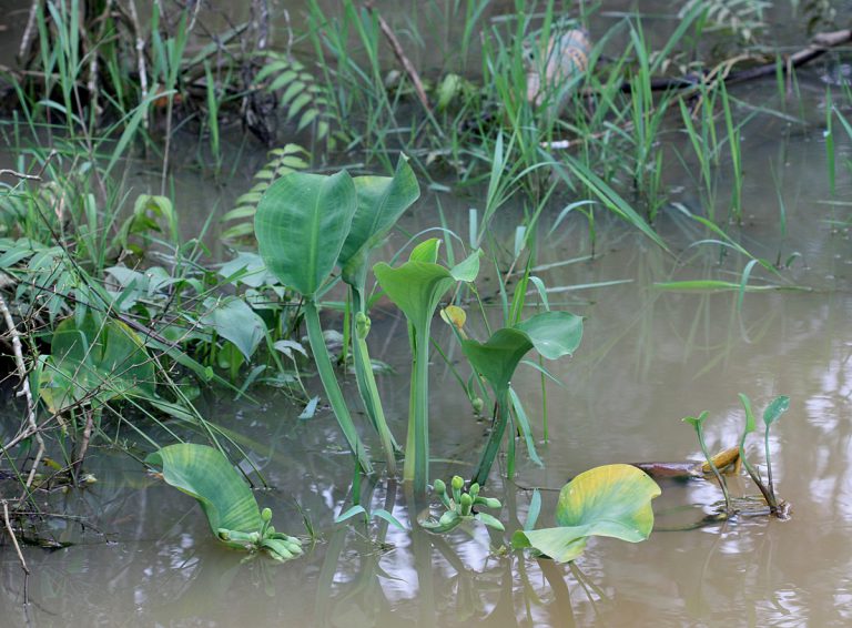 Limnocharis flava