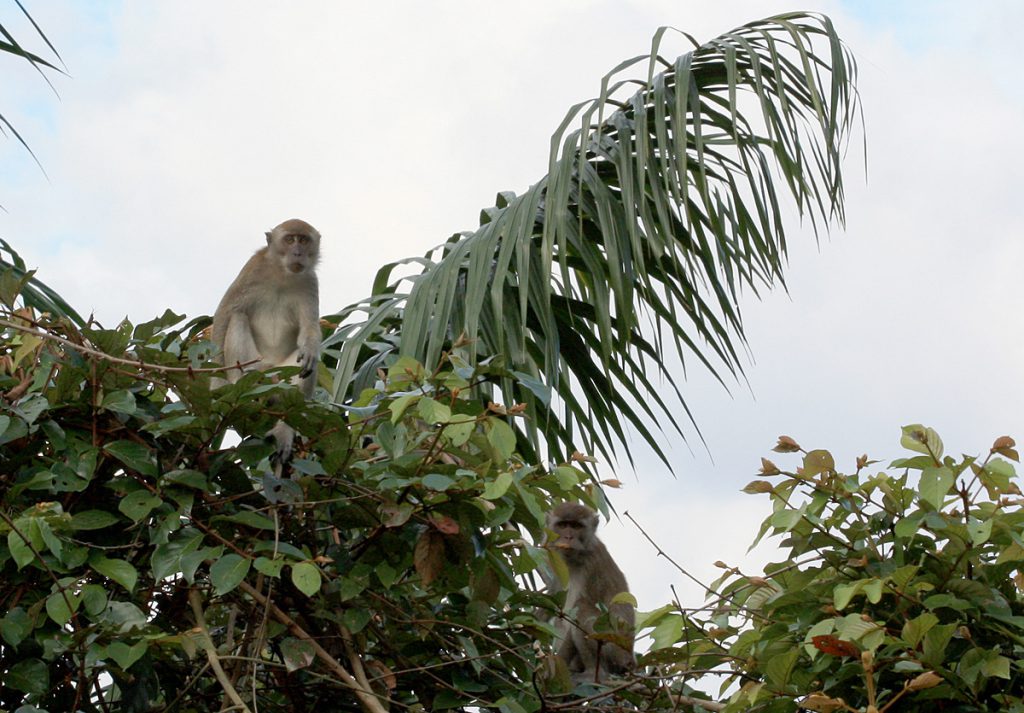 Macaca fascicularis