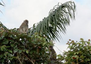 Macaca fascicularis