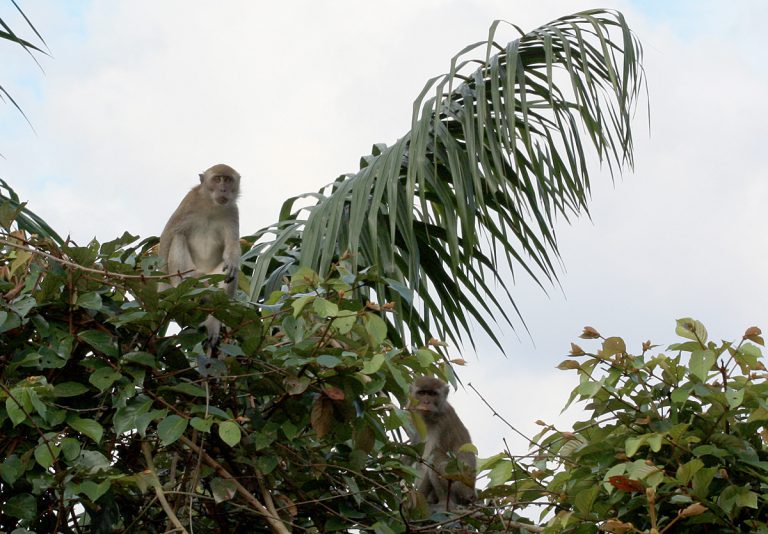 Macaca fascicularis