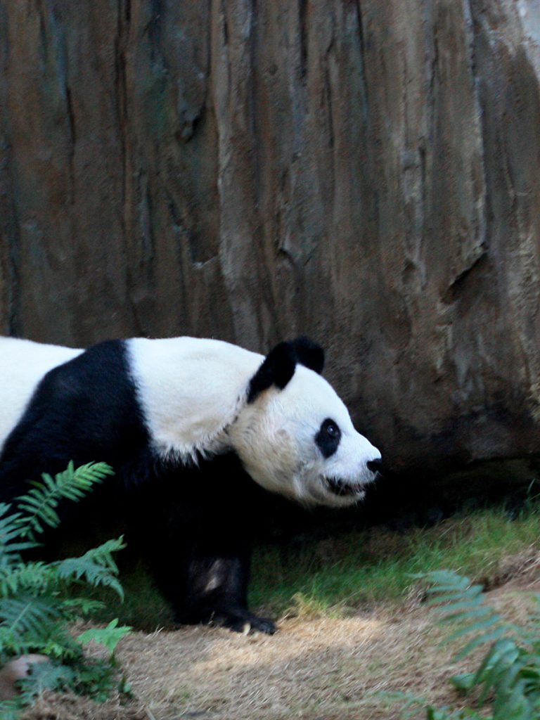 Ailuropoda melanoleuca